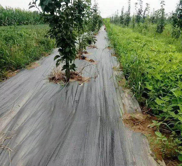 果園防草布 果園防草布